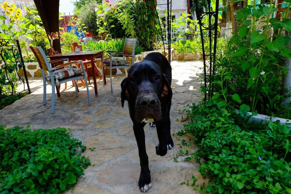 Erendiz Garden Hotel Kemer Extérieur photo